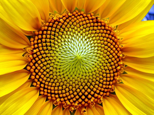 Sunflower head displaying florets in spirals of 34 and 55 around the outside